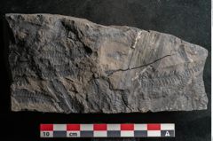 Foto (Detailansicht) von Sphenopteris haidingeri Ettingshausen (NHMW-GEO-2024-0188-10808)